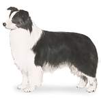 Black & White Border Collie